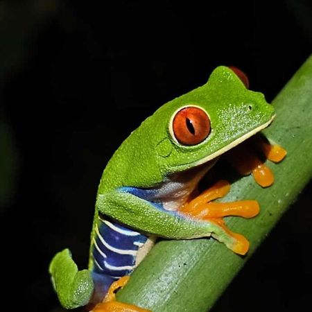 Casa Artavia Villa Tortuguero Luaran gambar