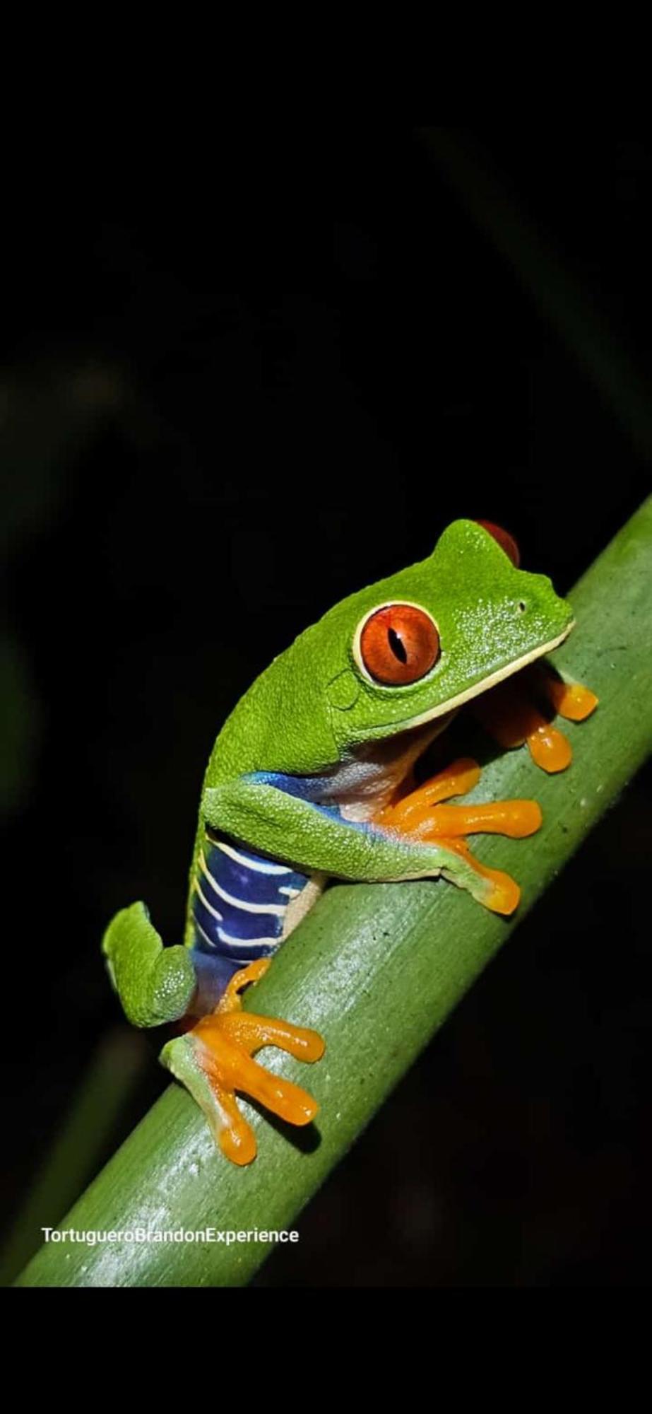 Casa Artavia Villa Tortuguero Luaran gambar